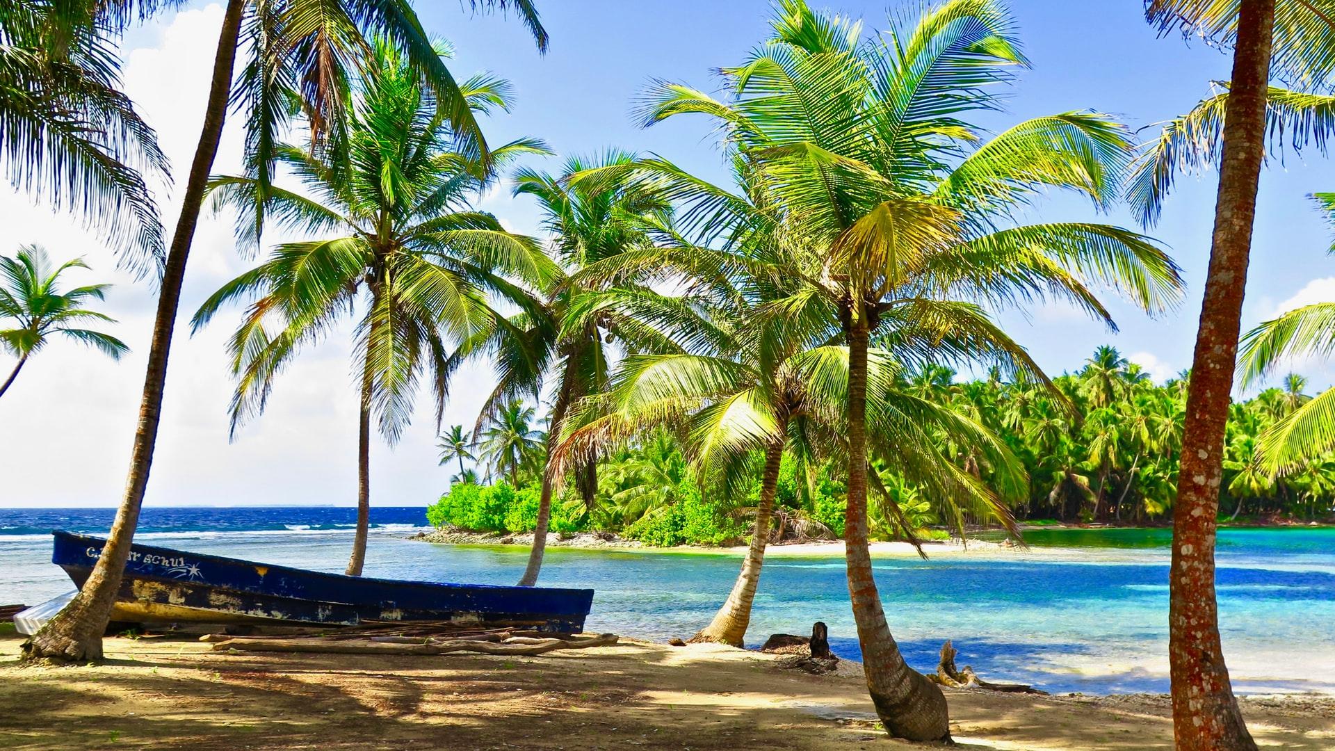 palm tree near body of water during daytime